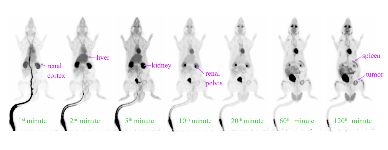 Dynamic PET image series of a rat imaged with F-18[FDG]