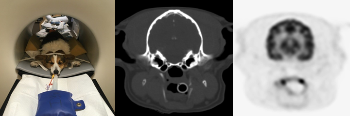 Canine CT and PET transverse images